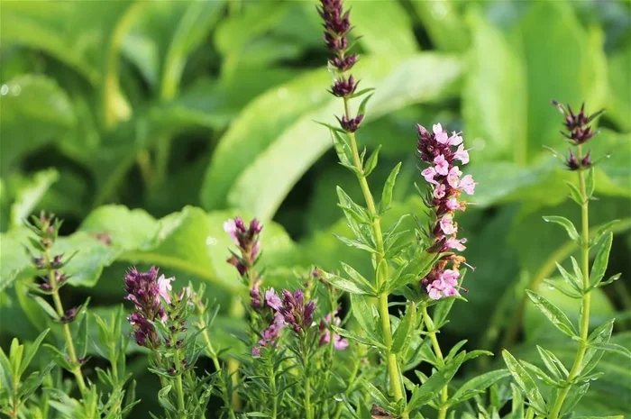 Ysop, Essigkraut ‚Roseus‘