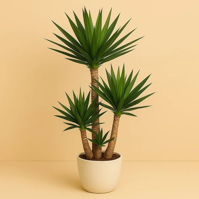 Yucca – 130cm