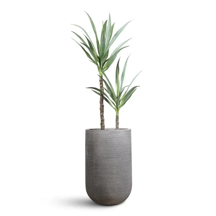 Yucca – Artificial