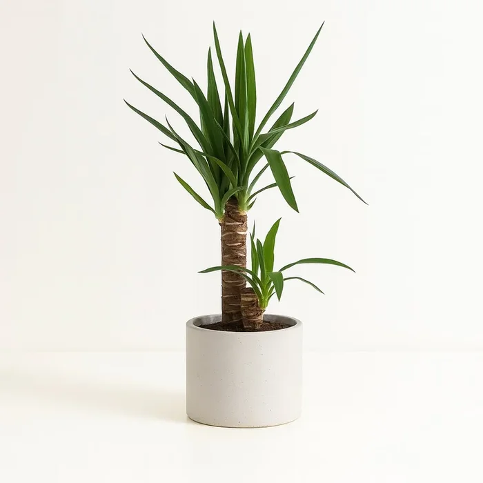 Yucca Elephantipes – 85cm