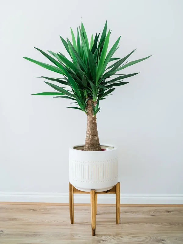 Yucca elephantipes – Riesen-Palmlilie