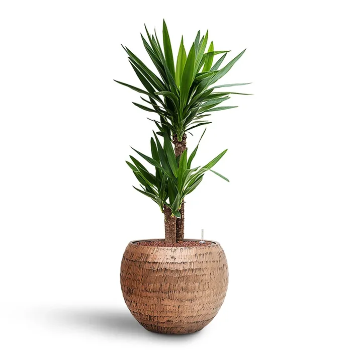 Yucca elephantipes HydroCare in Opus Hammered Globe – Gold