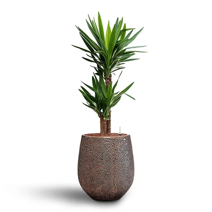 Yucca elephantipes HydroCare in Opus Hit Darcy – Gold