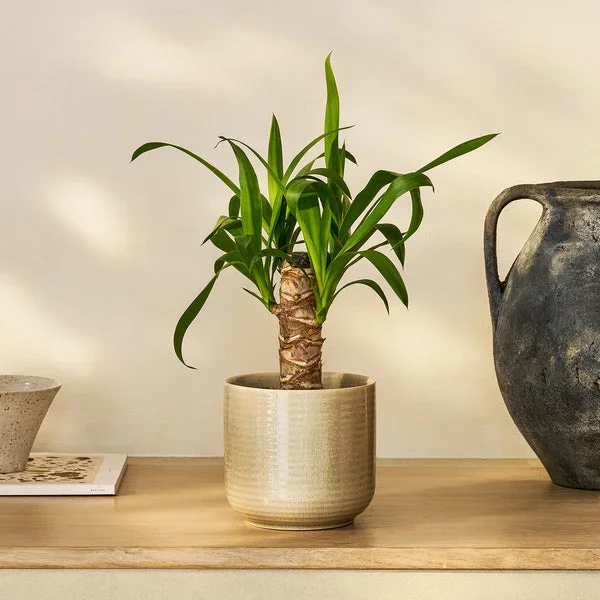 Yucca elephantipes