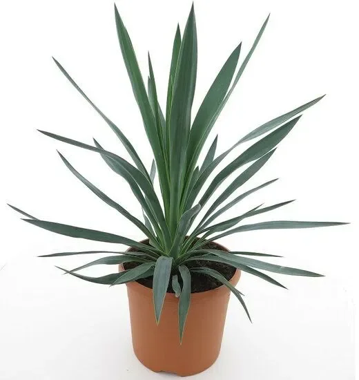 Yucca gloriosa – Palmlilie