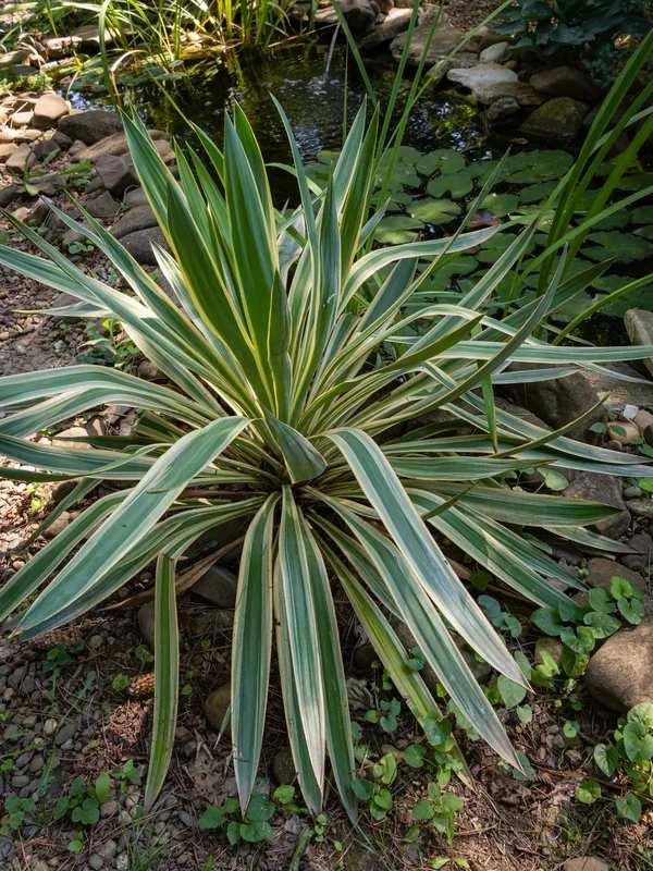 Yucca gloriosa ‚Silver Bond‘ – Kerzen-Palmlilie