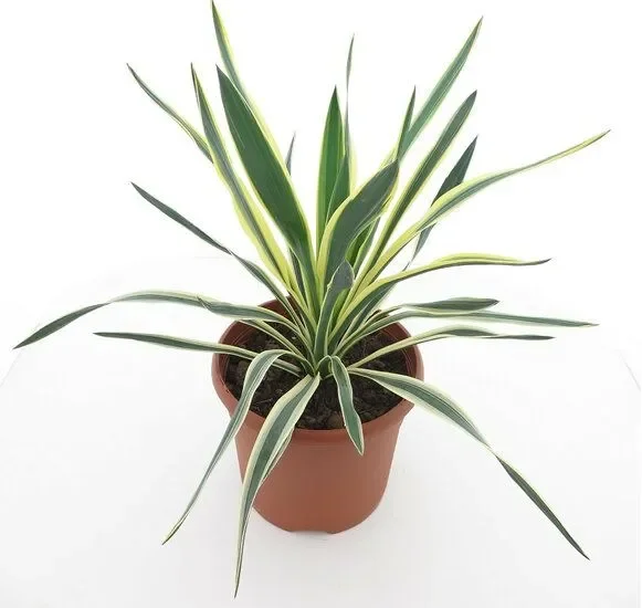 Yucca gloriosa Variegata – Palmlilie