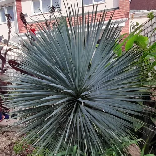 Yucca Rostrata