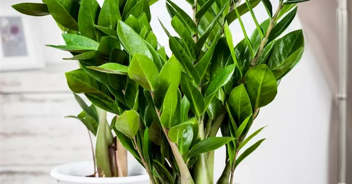 Zamioculcas zamiifolia