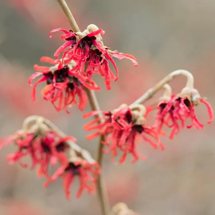 Zaubernuss ‚Diana‘