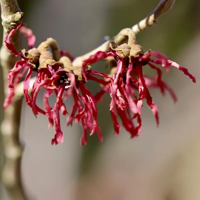 Zaubernuss Feuerzauber – rotlühende Hamamelis
