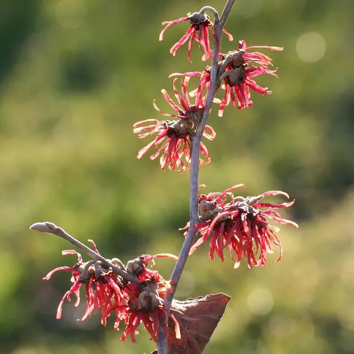 Zaubernuss Ruby Glow – rotblühende Hamamelis intermedia