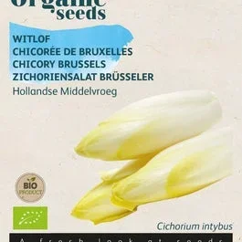 Zichorie Hollandische Mittelfrüh (BIO)