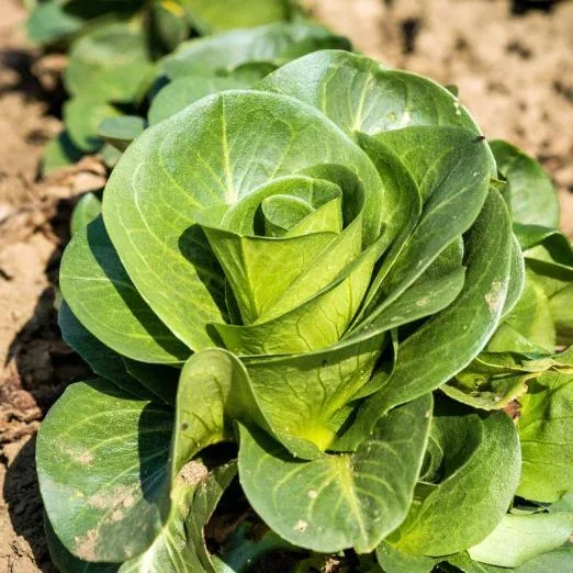 ZichoriensalatGrumolo verde