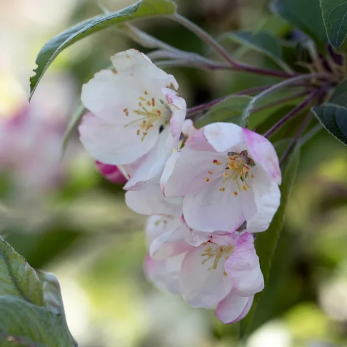 Zierapfel ‚Evereste‘