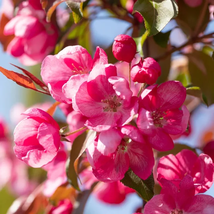 Zierapfel ‚Rudolph‘
