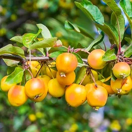 Zierapfel ‚Wintergold‘