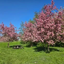 Zierapfel (Malus ‚Rudolf‘)