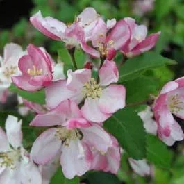 Zierapfel (Malus floribunda)