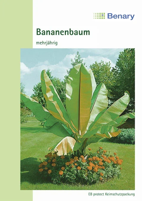 Zierbanane Mehrjährig