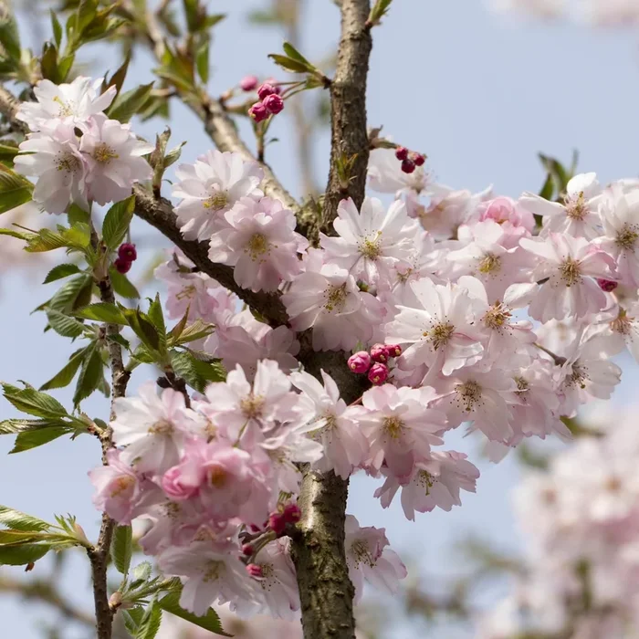 Zierkirsche ‚Autumnalis Rosea‘