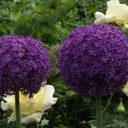 Zierlauch (Allium ‚Ambassador’®)