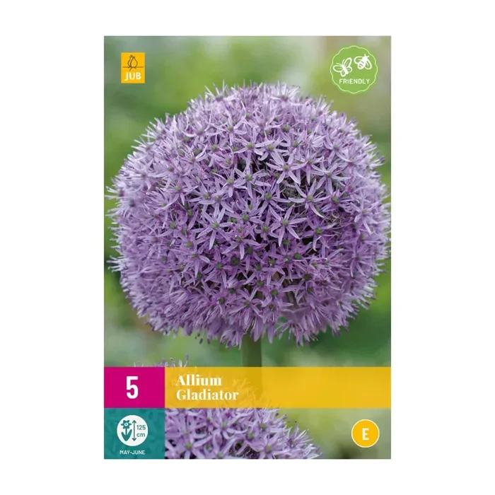 Zierlauch Allium Gladiator