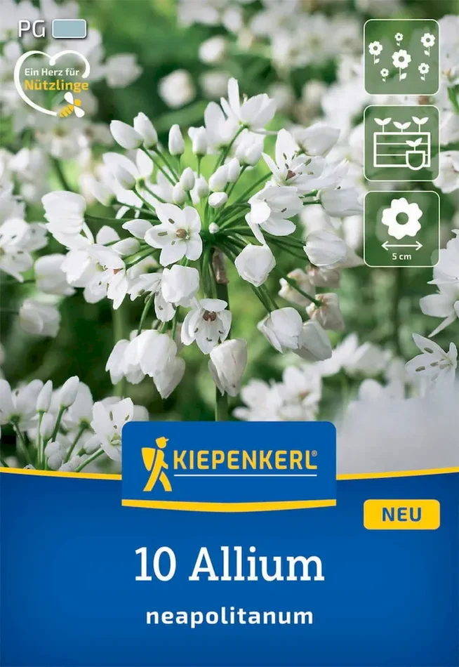 Zierlauch Allium neapolitanum