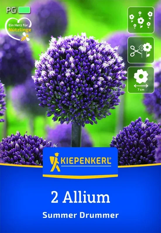 Zierlauch Summer Drummer, 2 Stück, Herbstblumenzwiebeln Kiepenkerl