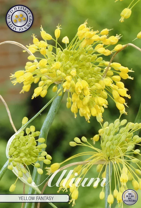 Zierlauch Yellow Fantasy (5 Stück)