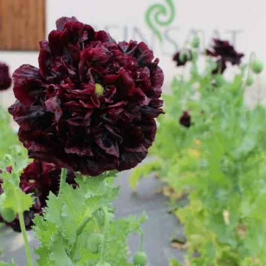 ZiermohnBlack Peony