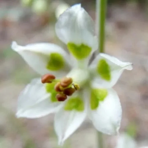 Zigadenus Elegans