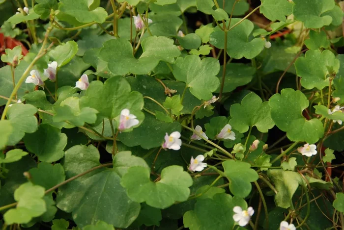 Zimbelkraut – Cymbalaria muralis