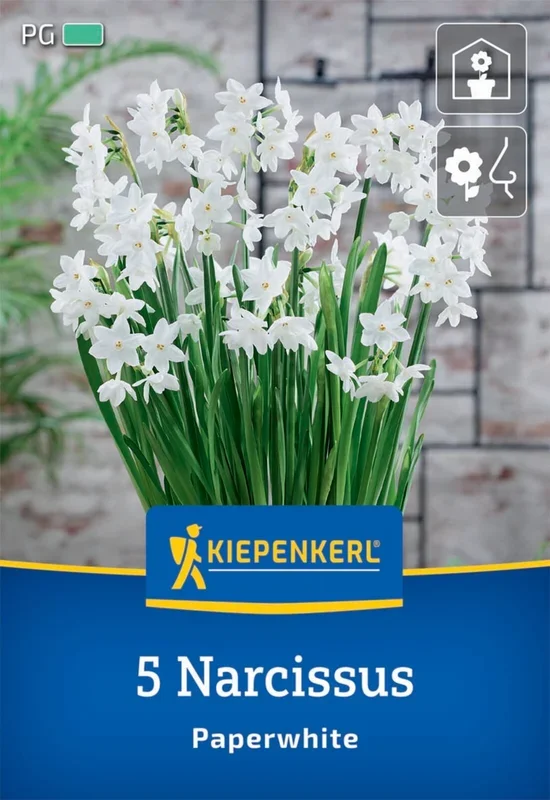 Zimmer-Narzisse Paperwhite (5 Stück)