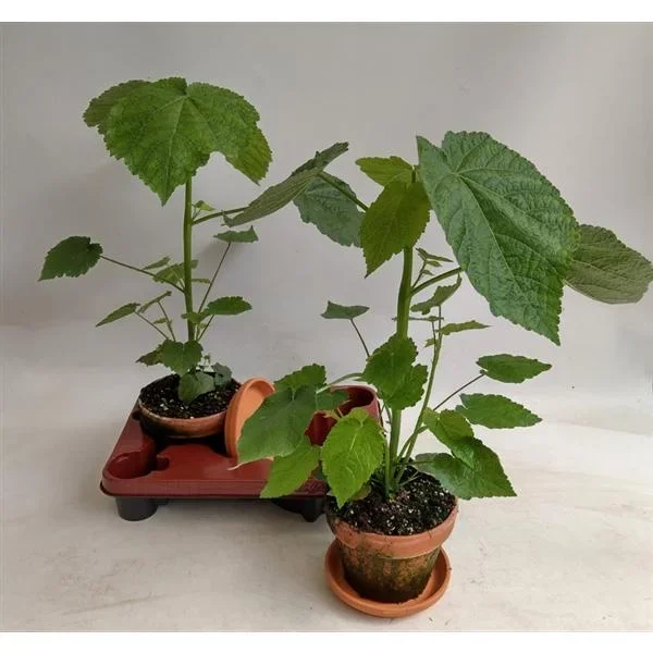 Zimmerlinde 40 cm – Sparmannia africana Zimmerpflanze