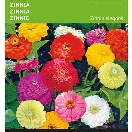 Zinnia Dahlienblüten gemischt