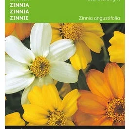 Zinnia Star Starbright gemischt