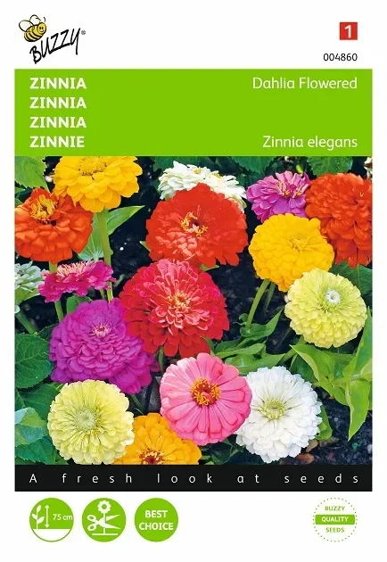 Zinnie dahlien blütige