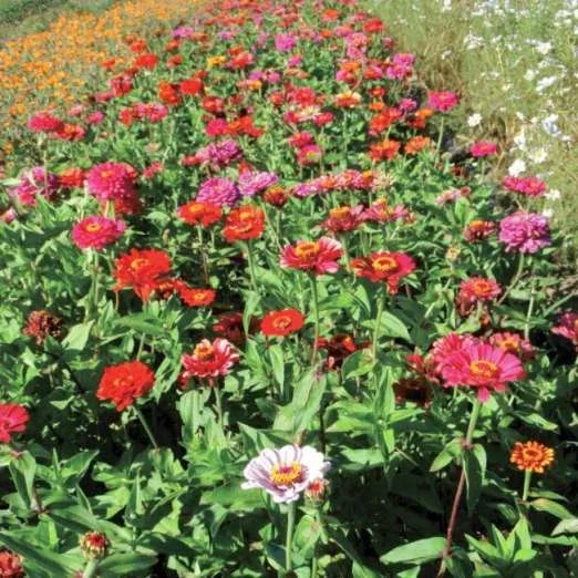 ZinnieCarrousel