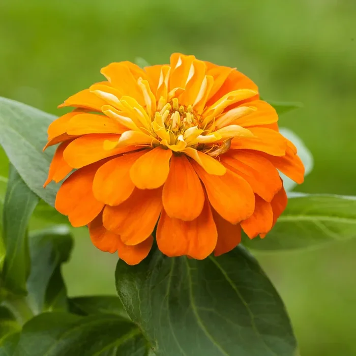 Zinnien