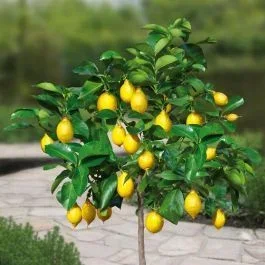 Zitronenbaum auf Stamm