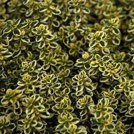 Zitronenthymian (Thymus citrodorus ‚Aureus‘)