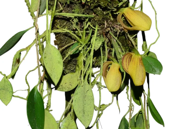 Zootrophion hirtzii (5 cm Topf)