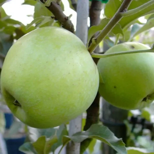 Zuccalmaglio Renette Winterapfel