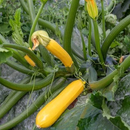 Zucchini ‚Sebring‘, F1