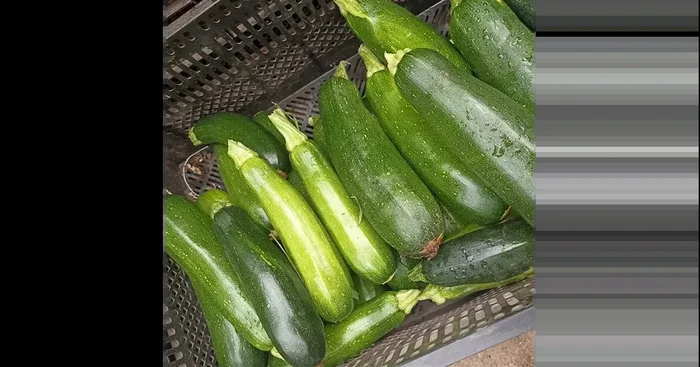 Zucchini ERNTE