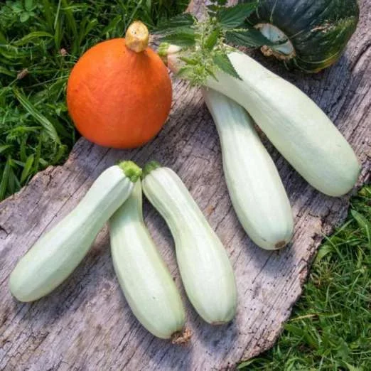 ZucchiniErken