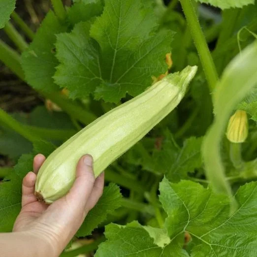 ZucchiniLungo bianco di Palermo