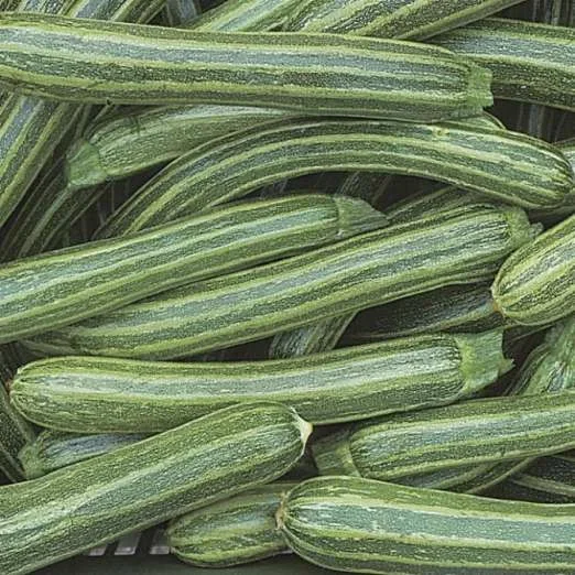 ZucchiniStriato d’Italia