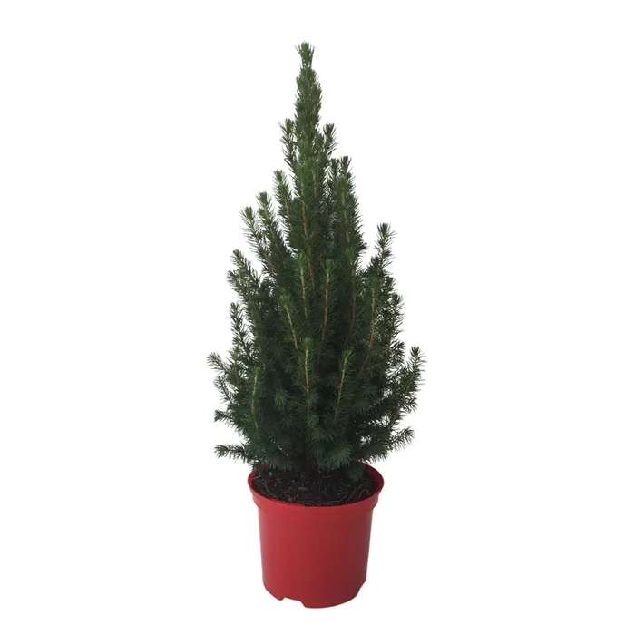 Zuckerhutfichte ‘Conica‘, 60 – 70 cm
